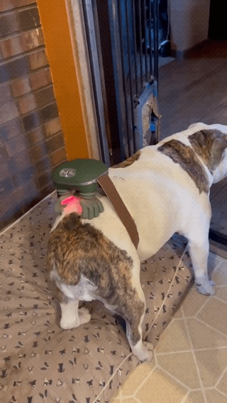 (For pet owners) Portable Shiatsu Back Massager with Bionic Hand Design