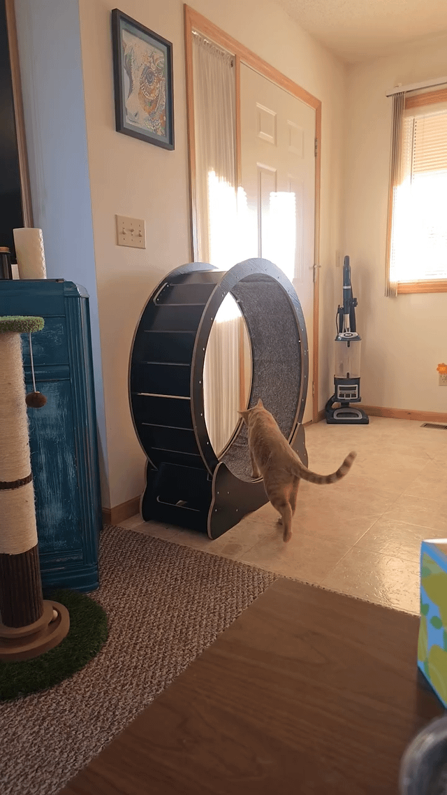 Indoor Cat Wheel for Active & Healthy Cats