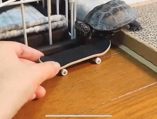 Mini Fingerboard Skate for Tricks & Practice